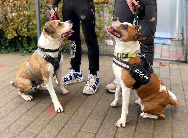 GOLD E MAYA IL SOGNO DI UN'ADOZIONE INSIEME Foto 6